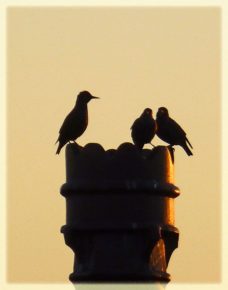 Starlings at Dusk
